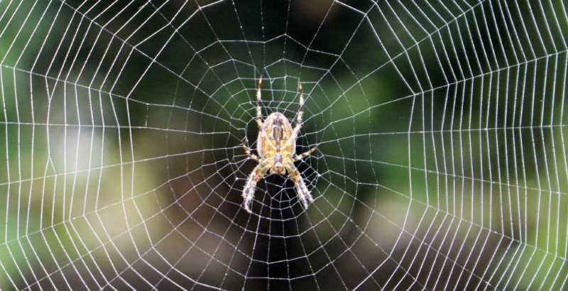 What To Do About Charlotte’s Web?